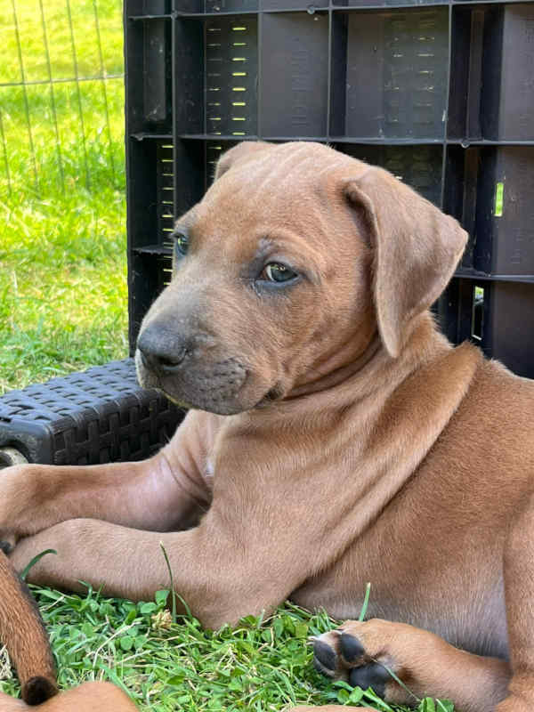 Bild "Ich als Fotomodell:piet_welpe_03.jpeg"