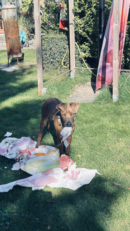 Bild "Meine Erlebnisse:piet_0017.jpeg"
