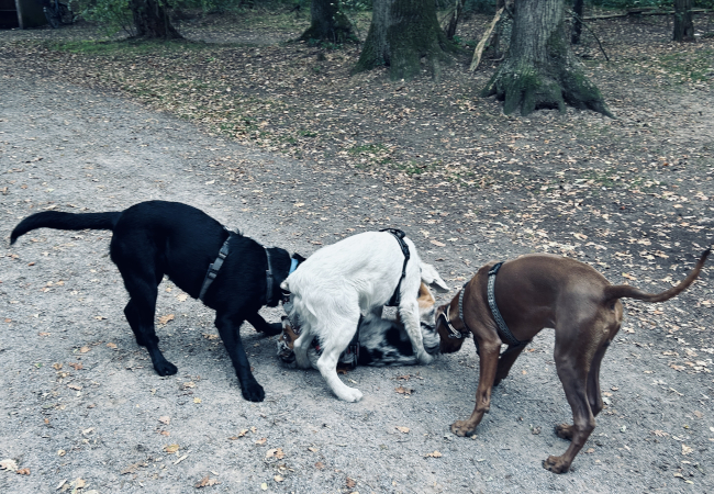 Bild "Meine Erlebnisse:piet_0025.jpeg"