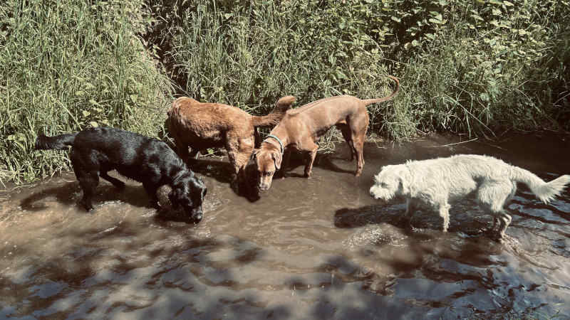 Bild "Meine Erlebnisse:piet_beim_fussbad_001.jpeg"