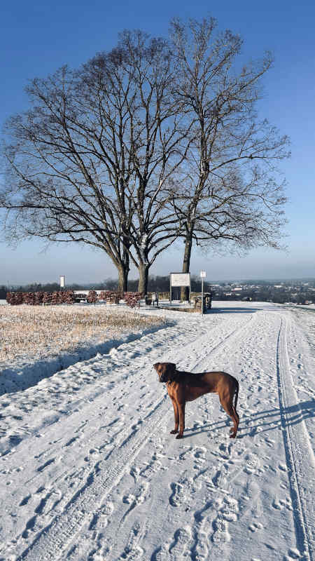 Bild "Meine Erlebnisse:piet_drei-linden.jpeg"
