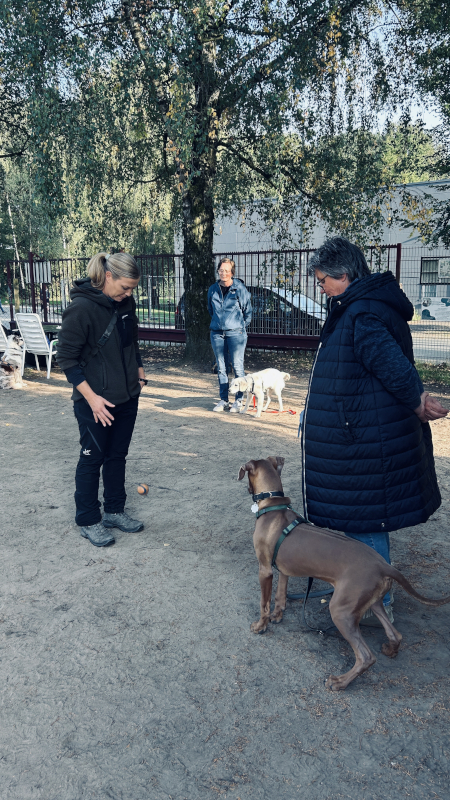 Bild "Meine Erlebnisse:piet_hundeschule_001.jpeg"