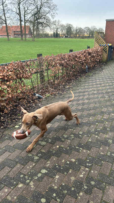 Bild "Meine Erlebnisse:piet_klaut_football_001.jpeg"