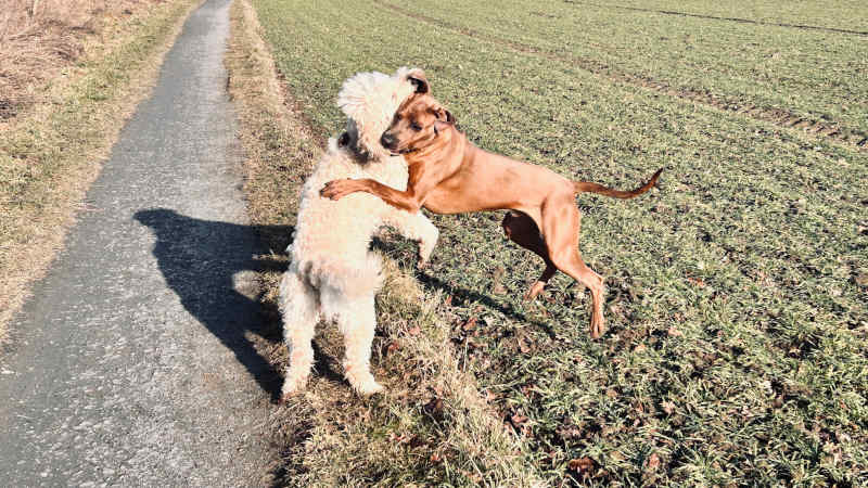 Bild "Meine Erlebnisse:piet_mit_benya_001.jpeg"