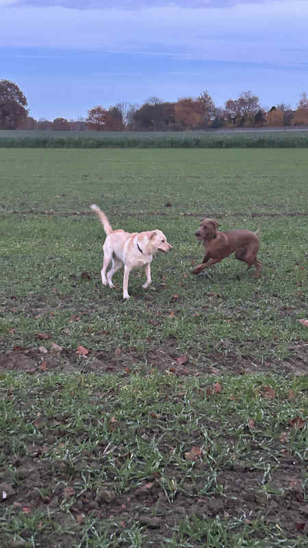 Bild "Meine Erlebnisse:piet_mit_finja_001.jpeg"