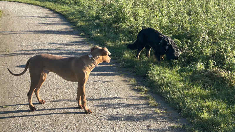 Bild "Meine Erlebnisse:piet_mit_fiona_002.jpeg"