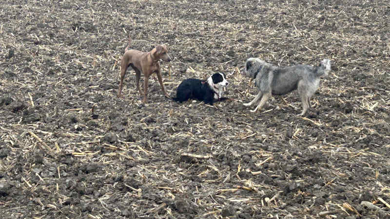 Bild "Meine Erlebnisse:piet_mit_leo_und_bailey_klaefftreff_001.jpg"