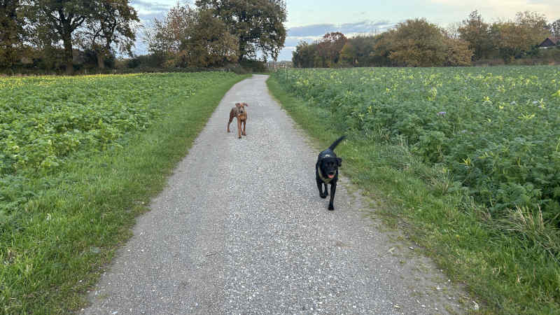 Bild "Meine Erlebnisse:piet_mit_lotta_001.jpeg"