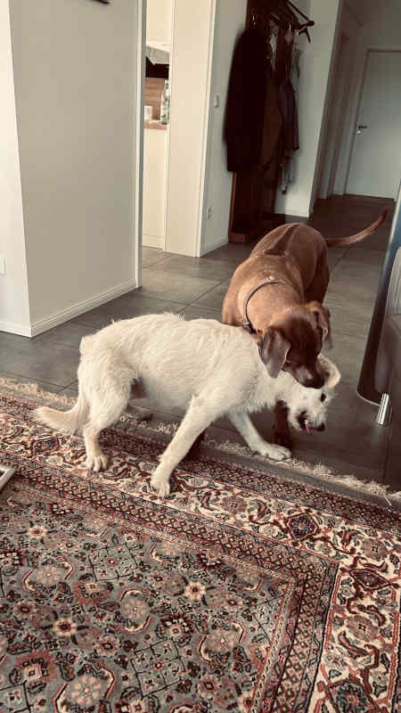 Bild "Meine Erlebnisse:piet_mit_pina_008.jpeg"