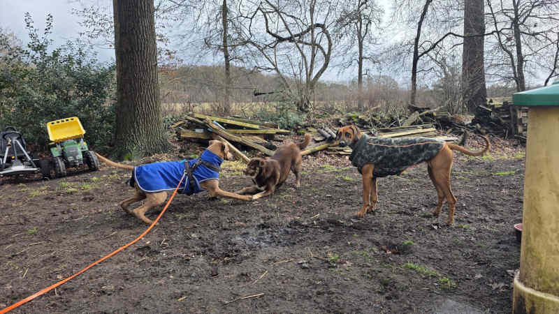 Bild "Meine Erlebnisse:piet_mit_toni_und_nala_001.jpeg"