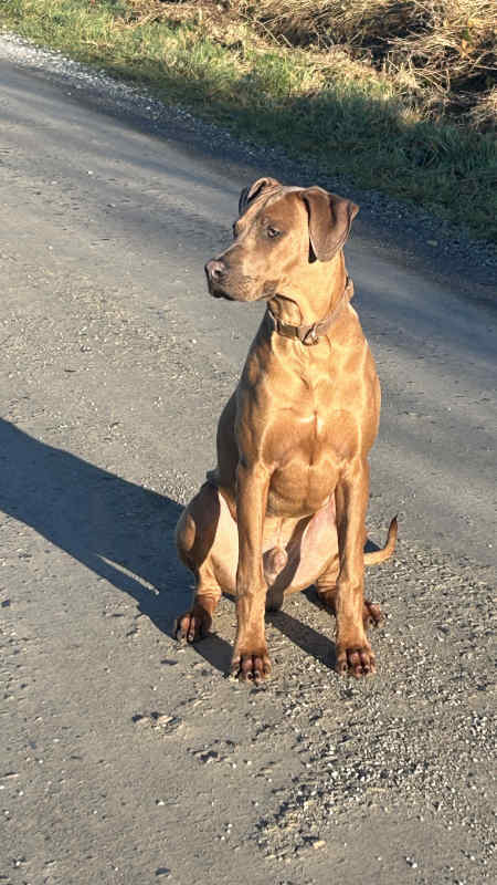 Bild "Meine Erlebnisse:piet_portrait_003.jpeg"