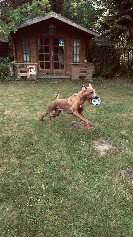 Bild "Meine Erlebnisse:piet_spielt_ball_001.jpeg"